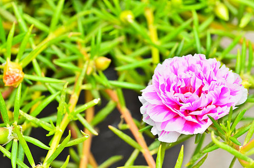 Common Purslane.jpg