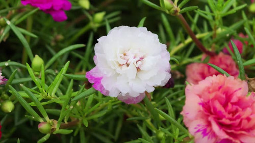 Colorful Purple Portulaca, Moss Rose, Sun Plant or Sun Rose flowers are blooming in the garden.jpg