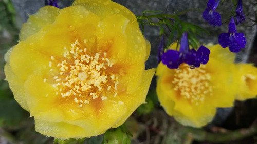 Yellow cactus flower - devil's tongue close up.jpg