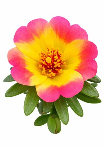 Dual Color Moss Rose 7.jpg