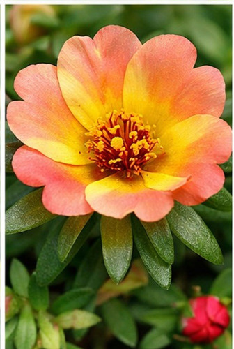 Dual Color Moss Rose 5.jpg