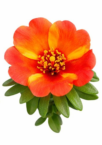 Dual Color Moss Rose 8.jpg