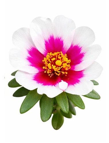 Dual Color Moss Rose 9.jpg