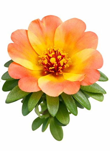 Dual Color Moss Rose 11.jpg