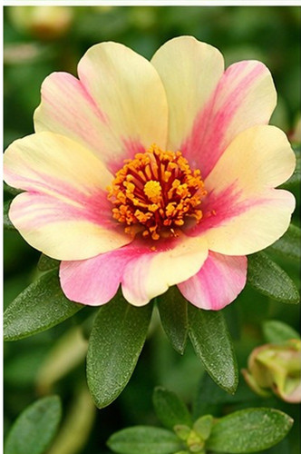 Dual Color Moss Rose 4.jpg