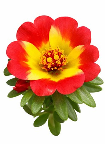Dual Color Moss Rose 12.jpg