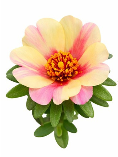 Dual Color Moss Rose 10.jpg