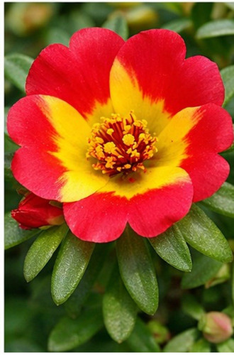 Dual Color Moss Rose 6.jpg