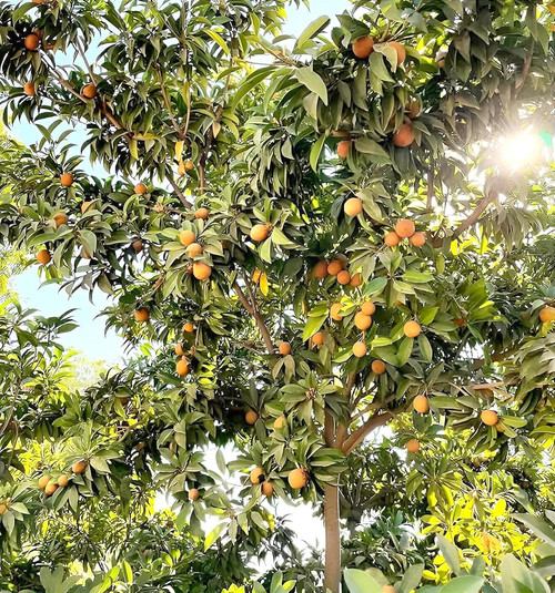 91TE39ri+cL. SL1500 .jpg