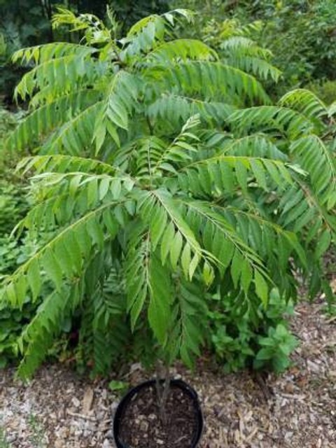 live kadi patta curry leaf plant.jpg