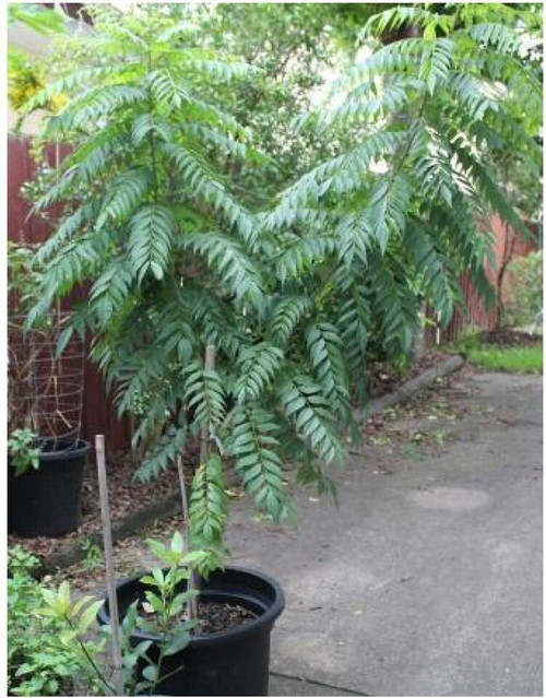 perennial yes yes live curry lea.jpg