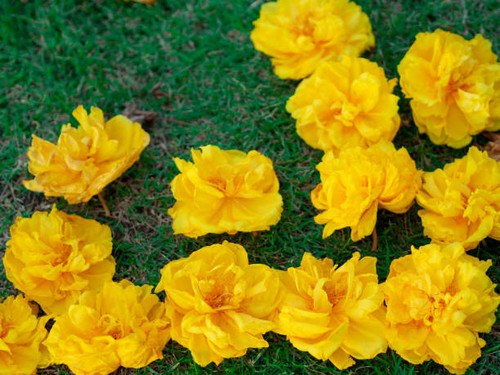 Yellow flowers background( Golden Tree, Yellow Pui).jpg