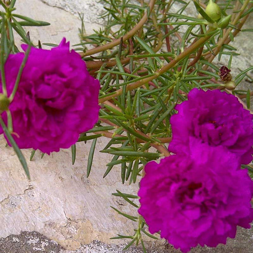 02 Portulaca 9 O Clock Pink Plant 1 jpg.jpg