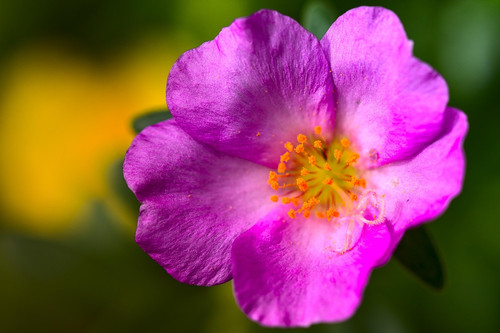 04 portulaca 5370886 1280 jpg.jpg