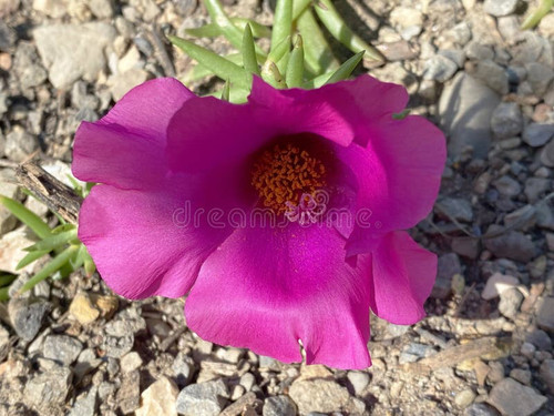 03 rosenmoos portulaca grandiflora elf ouhren rosenrosse mexicanische purslane portulakroschen grosz.jpg