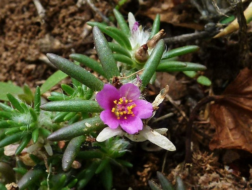 05 Portulaca mundula jpg.jpg