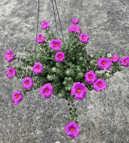 08 Portulaca werdermannii.webp