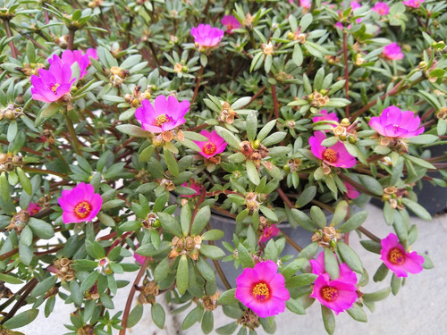 08 60e8e5ad95154 image jpg.jpg