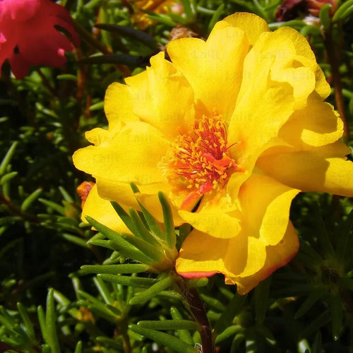 double petaled yellow moss rose portulaca.jpg