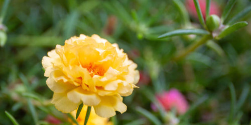 Flower soft focus with some sharp and natural blurred background. Bouquet of blue, purple, pink, whi.jpg