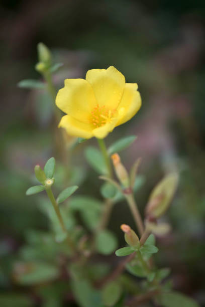 Flower in the garden called Common Purslane, Verdolaga, Pigweed, Little Hogweed, Portulaca, sun plan.jpg