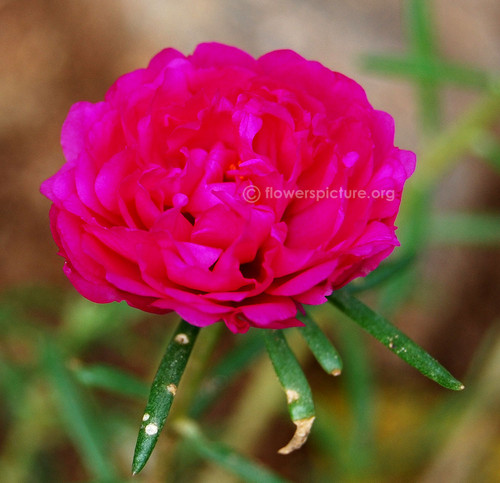 05 double moss rose jpg.jpg