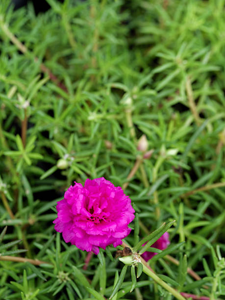 A vivid red moss rose flower in full bloom with bright yellow stamens, set against soft green and wh.jpg
