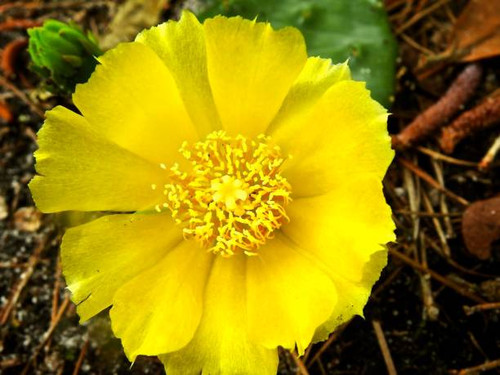 Yellow, Cactaceae family..jpg