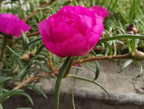 10 6634352cbccaa04a7119fc1c vaacnee 200 moss rose seeds double jpg.jpg