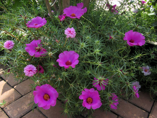 15 IMG 8370c jpg.jpg