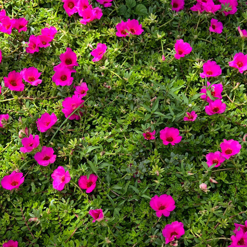 16 moss rose portulaca grandiflora jpg.jpg