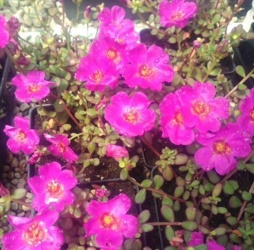 13 Portulaca Mega Pazzaz Purple jpg.jpg