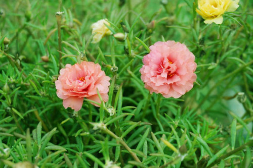 Photo of blooming pink Portulaca, Moss Rose, Sun Plant, Sun Rose flowers ( Portulaca grandiflora )an.jpg
