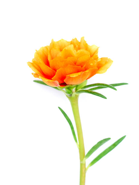 Close up Portulaca flower on white background. (Portulaca oleracea).jpg