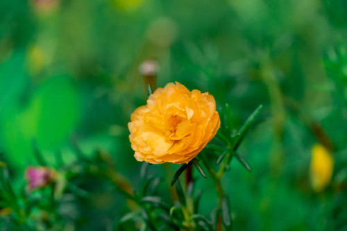 Close up pink Portulaca oleracea  flower on blur nature background with selectived focus wiht bokeh .jpg
