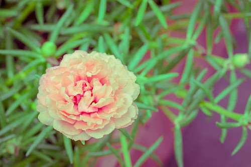 Colorful flowers of Portulaca oleracea that bloom in during the summer..jpg