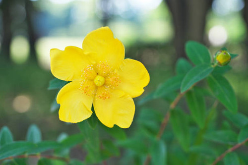 Flower of the Hypericum patulum.jpg