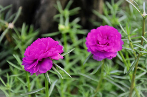 A beautiful pink Eleven-o'clock flower (Portulaca grandiflora) blooming in the sidewalk garden.jpg