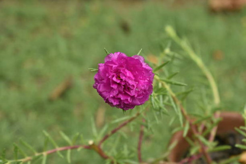 A closeup photograph of a flower plant at bloom time at India..jpg