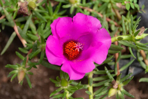 Flower love of a fuchsia time in tropical garden of central america.Portulaca Grandiflora Fuchsia..jpg