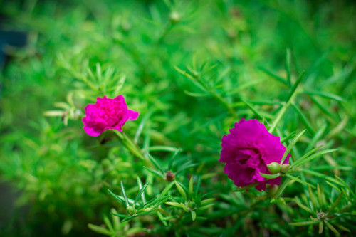 Pink pussley flower. Beauty of pussley flower or Moss Rose under natural light in the morning.(vinta.jpg