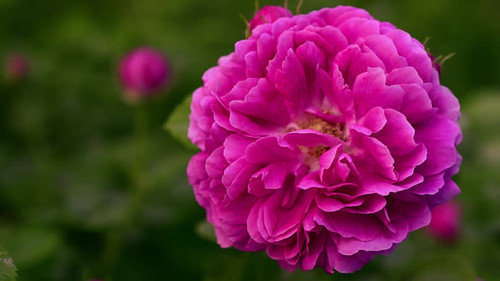 A pink Damask rose flower with green leaves. The flower is in the middle of the image.jpg