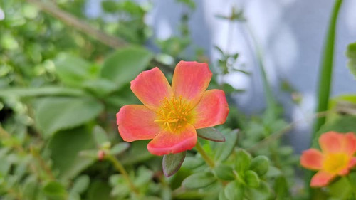 Close-up shot of a Portulaca umbraticola or wingpod purslane flower a succulent annual or short-live.jpg