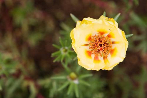 yellow flower.jpg