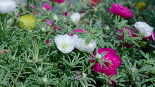 Close up of one honey bee flying around honeysuckle flowers bee collecting nectar pollen on spring s.jpg