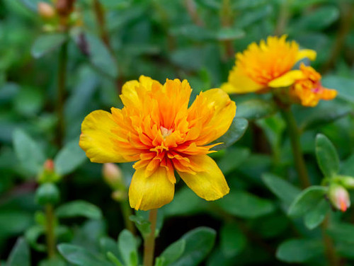 Close up of Portulaca flower with blur background. (Scientific name Portulaca oleracea)..jpg