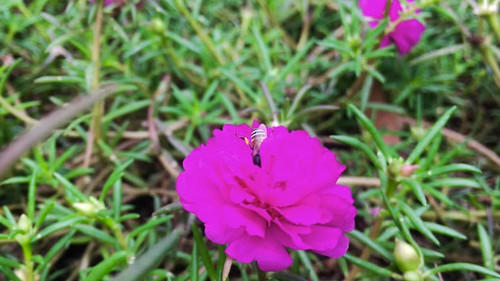 Close-up of honey sucking on the moss rose.jpg