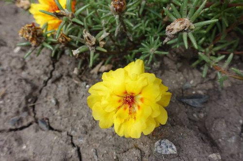 Closeup of double yellow flower of Portulaca grandiflora in August.jpg