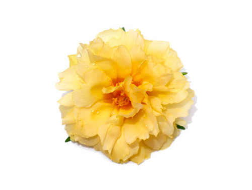 Close up of yellow portulaca flower (Scientific name Portulaca oleracea) on white background..jpg