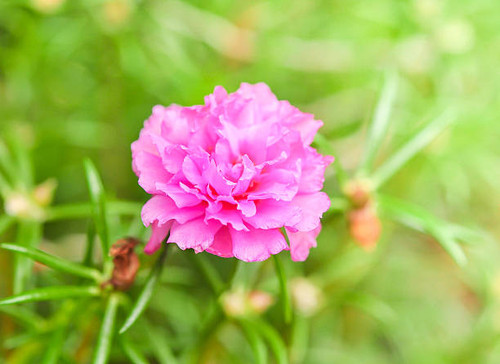 closeup pink flower in the garden.jpg